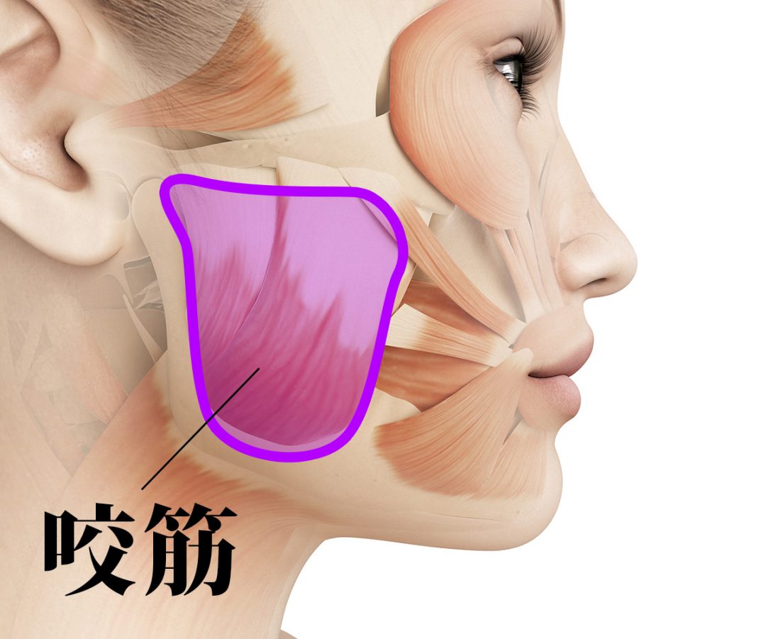 female facial muscles